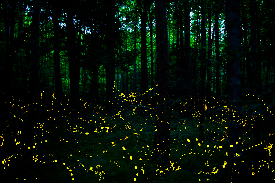 synchronous-fireflies-elkmont-smoky-mountains (1)